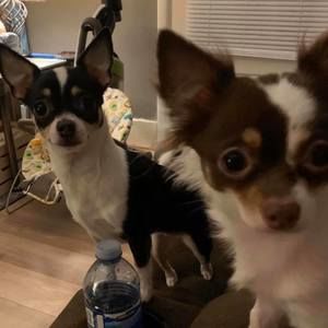 Meet your Posher, Becky